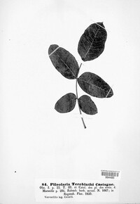 Pileolaria terebinthi image